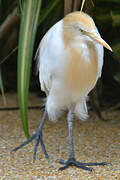 Eastern Cattle Egret