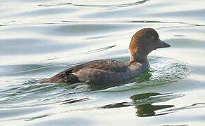 Common Goldeneye