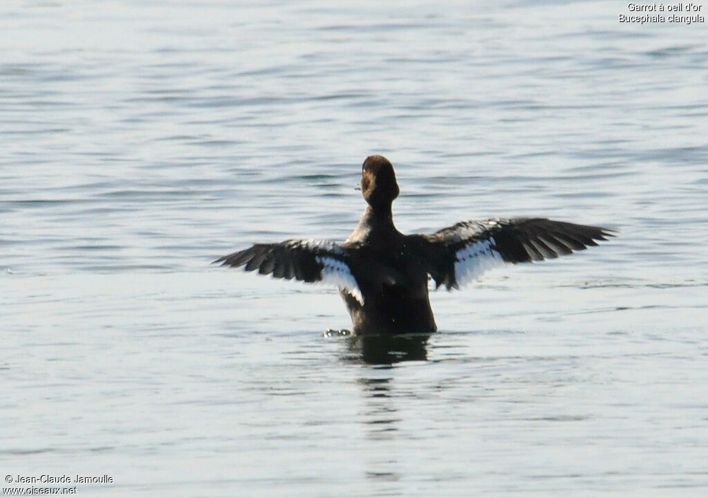 Common Goldeneye