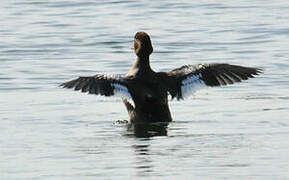 Common Goldeneye