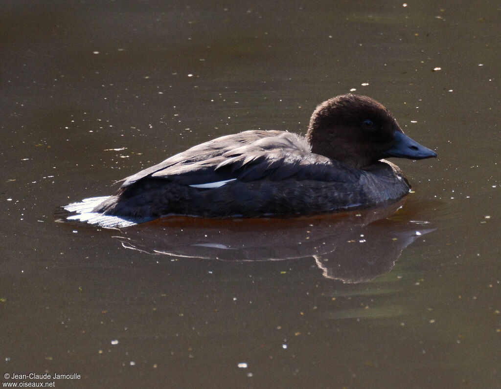 Common Goldeneyejuvenile