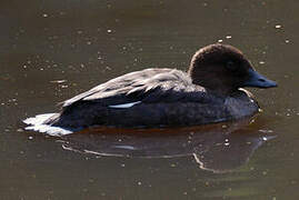 Common Goldeneye