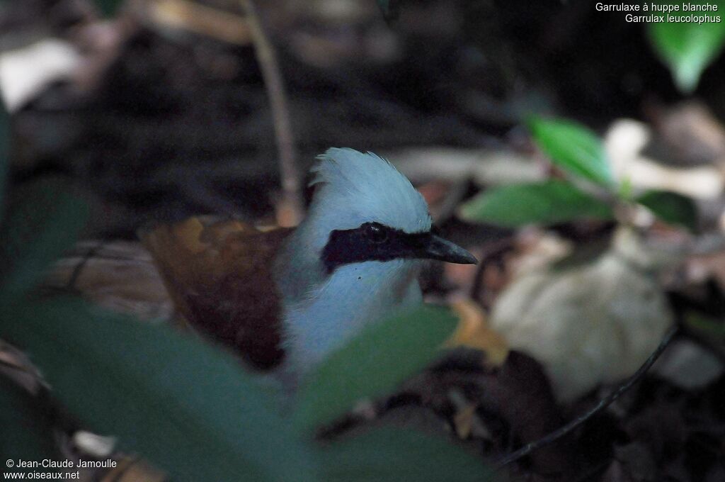 White-crested Laughingthrush