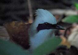 White-crested Laughingthrush