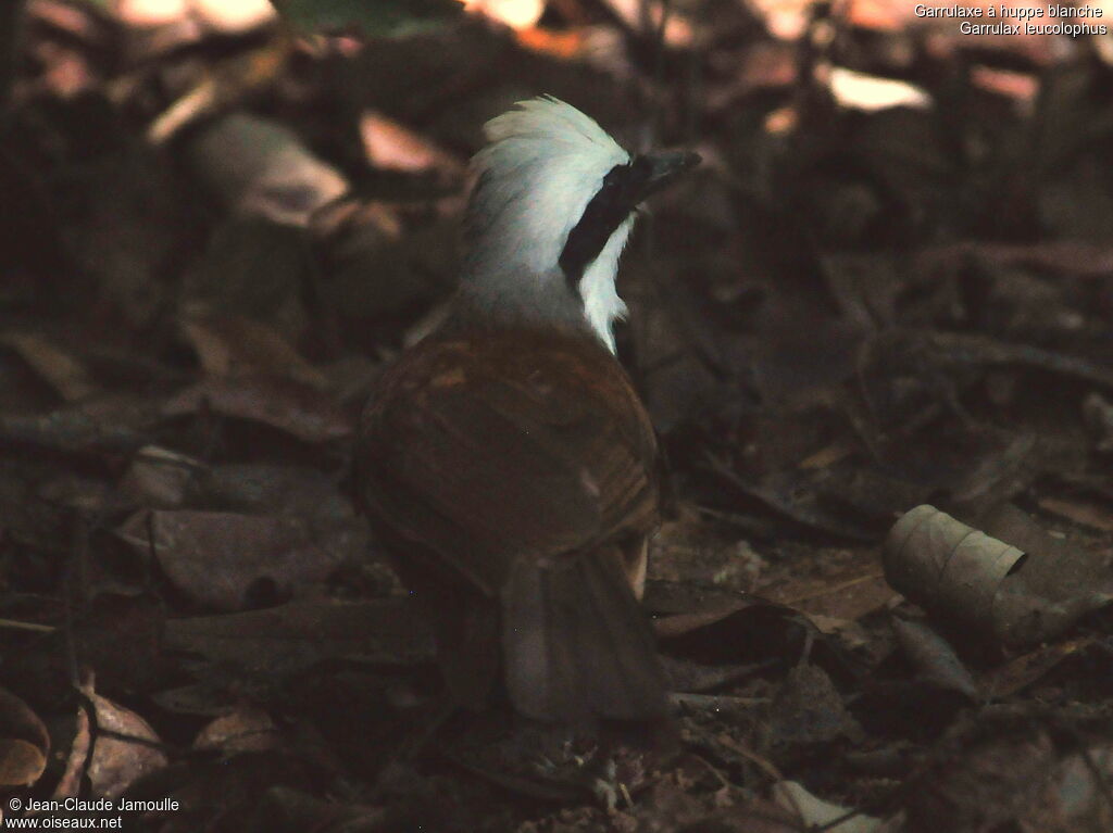 White-crested Laughingthrush, Behaviour