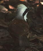 White-crested Laughingthrush