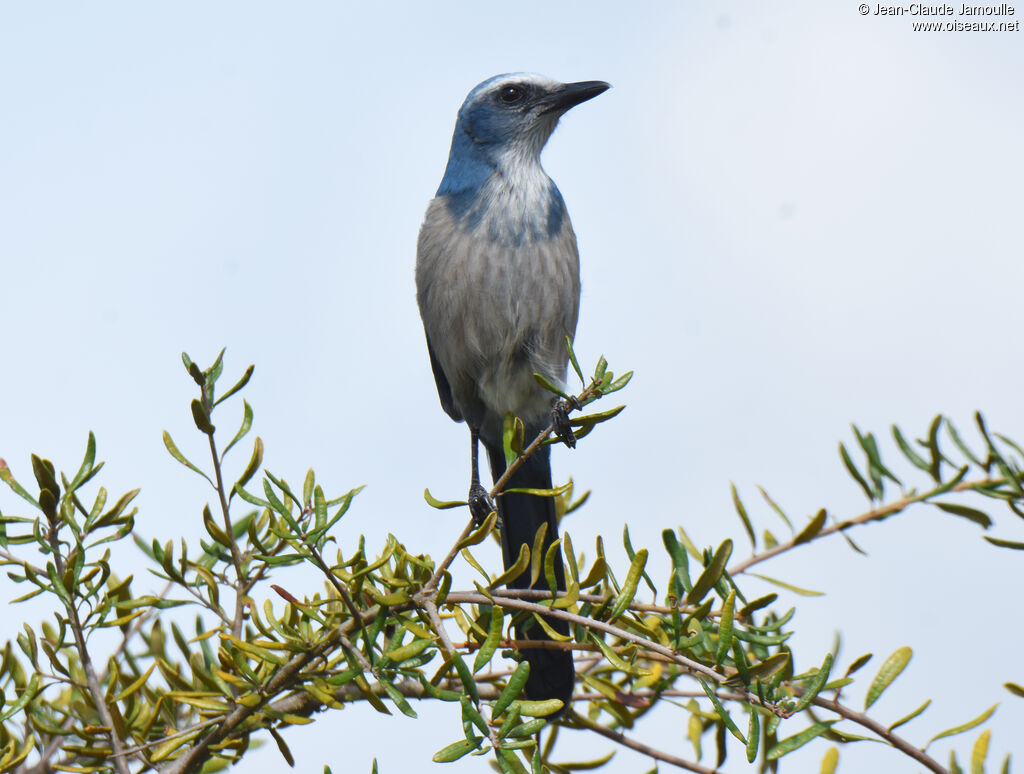 Florida Scrub Jay