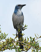 Florida Scrub Jay