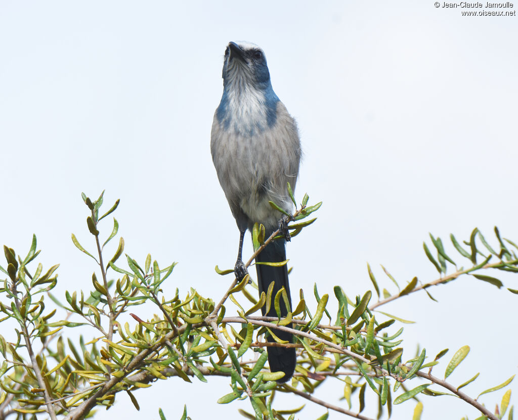 Florida Scrub Jay