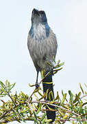 Florida Scrub Jay