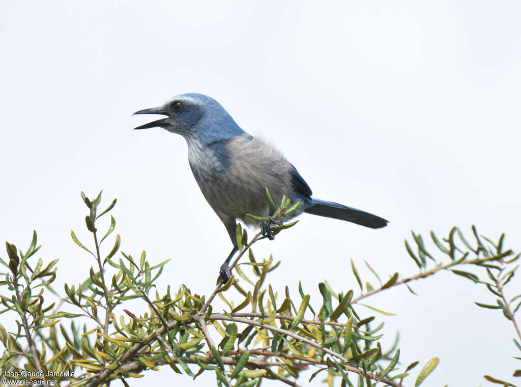 Florida Scrub Jayadult