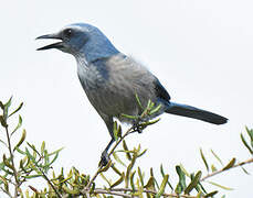 Florida Scrub Jay