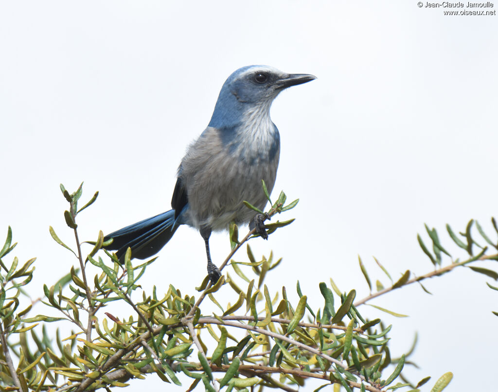 Florida Scrub Jay