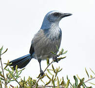 Florida Scrub Jay