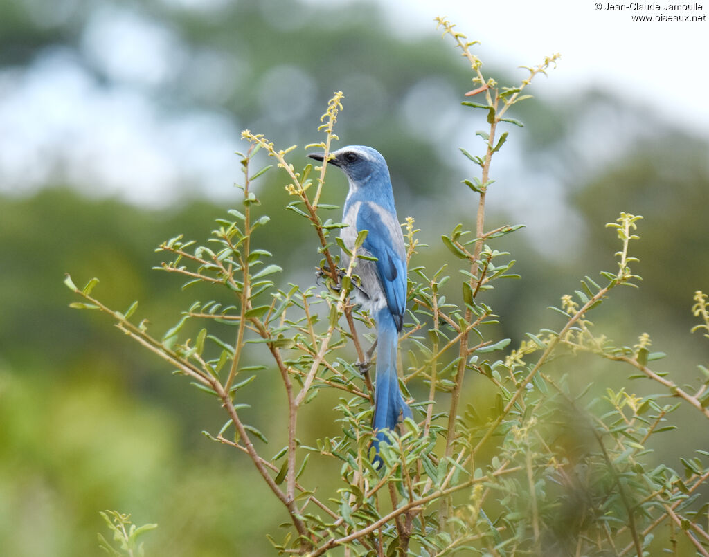 Florida Scrub Jay