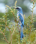 Florida Scrub Jay