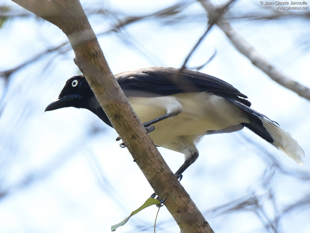 Geai à poitrine noireadulte