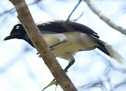 Black-chested Jay