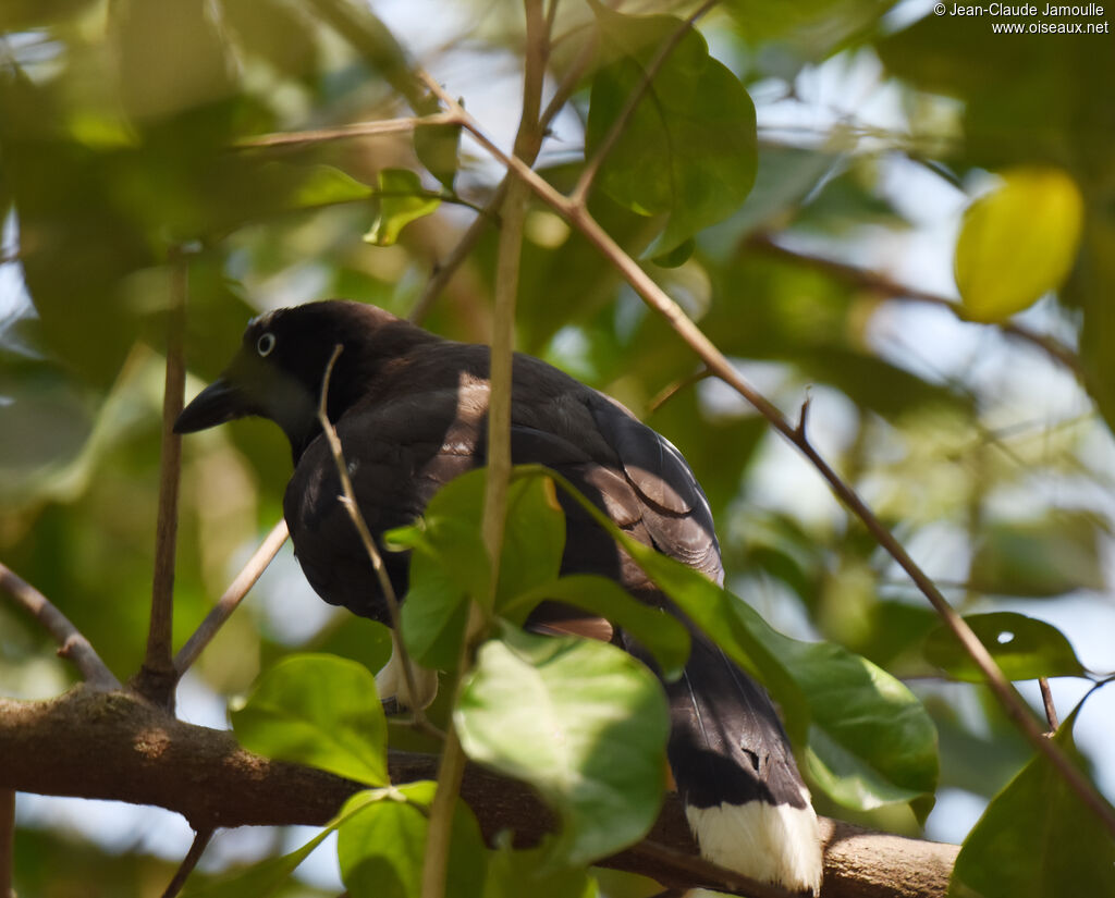 Black-chested Jayadult