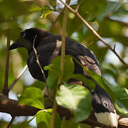 Geai à poitrine noire