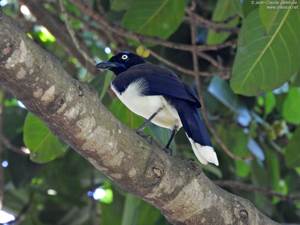 Black-chested Jay