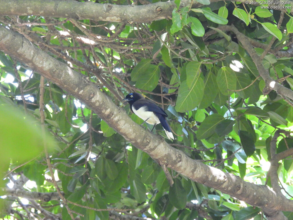 Black-chested Jay