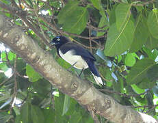 Black-chested Jay