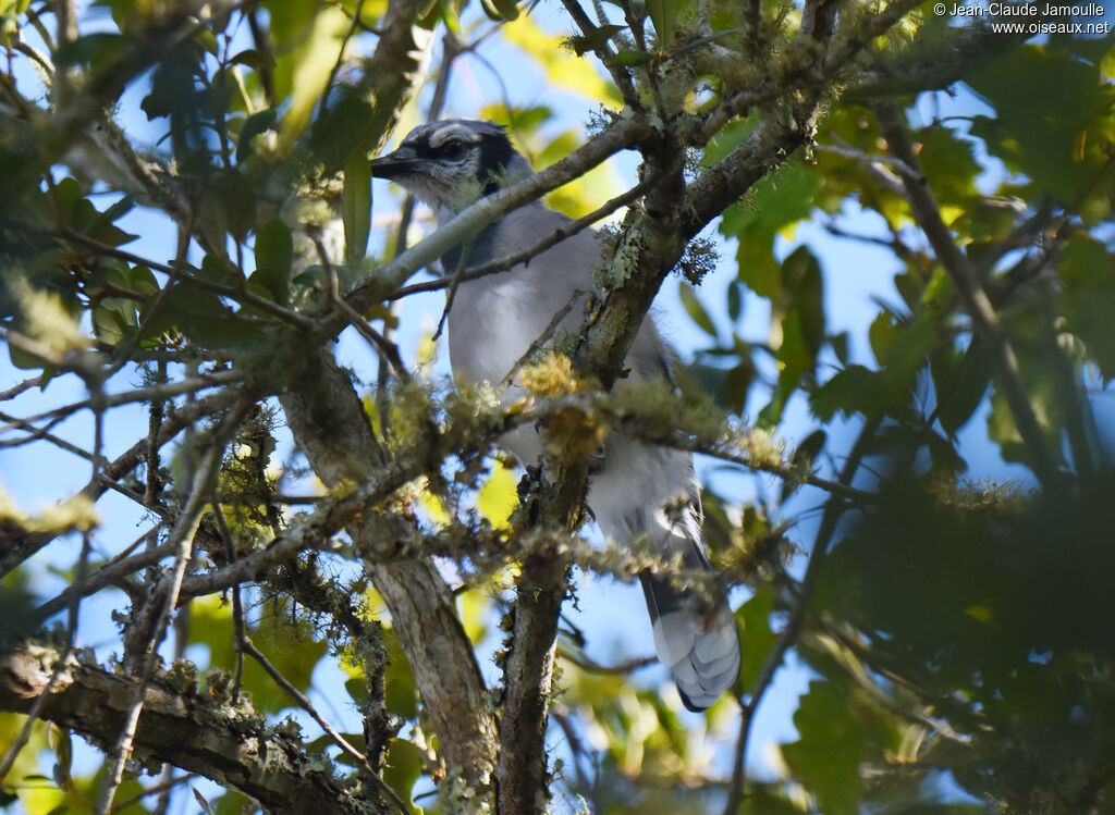 Blue Jay