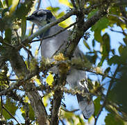 Blue Jay