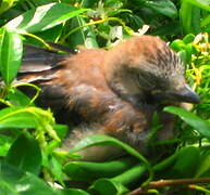 Eurasian Jay