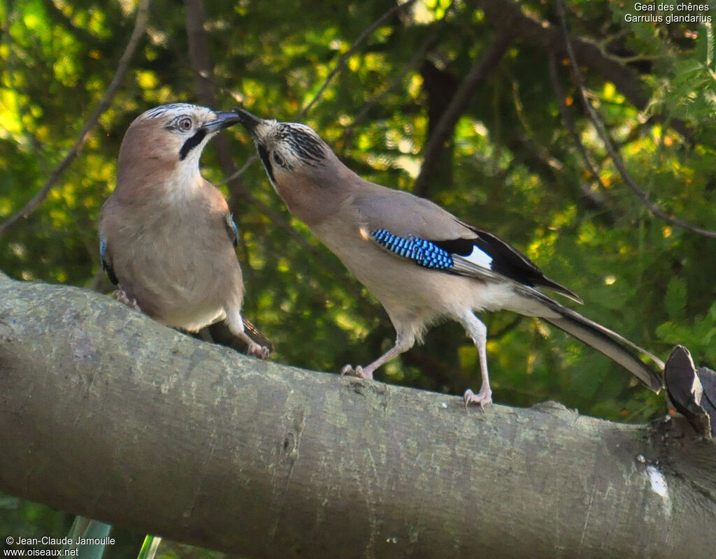 Eurasian Jayadult, Behaviour