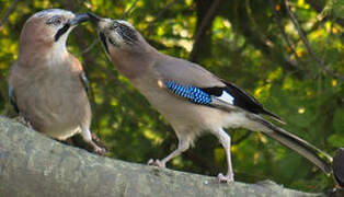 Eurasian Jay