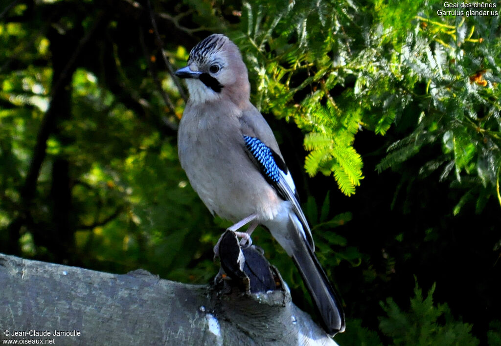 Eurasian Jay male adult, Behaviour