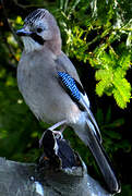 Eurasian Jay