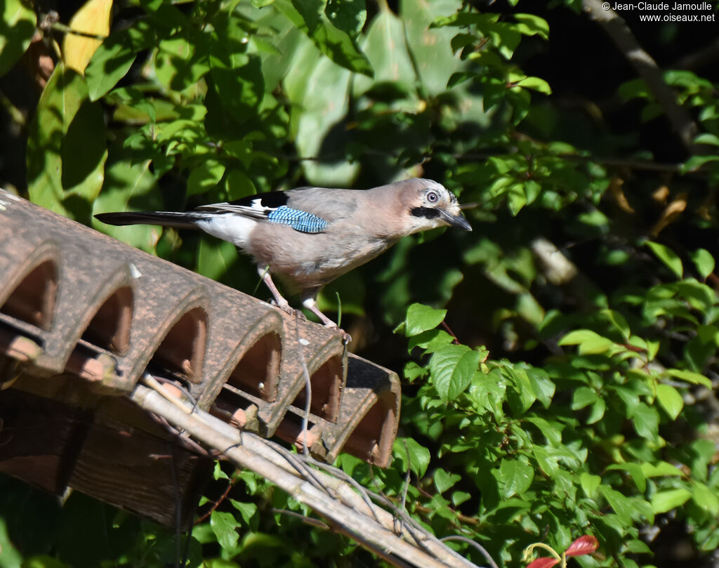 Eurasian Jay