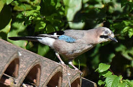 Eurasian Jay