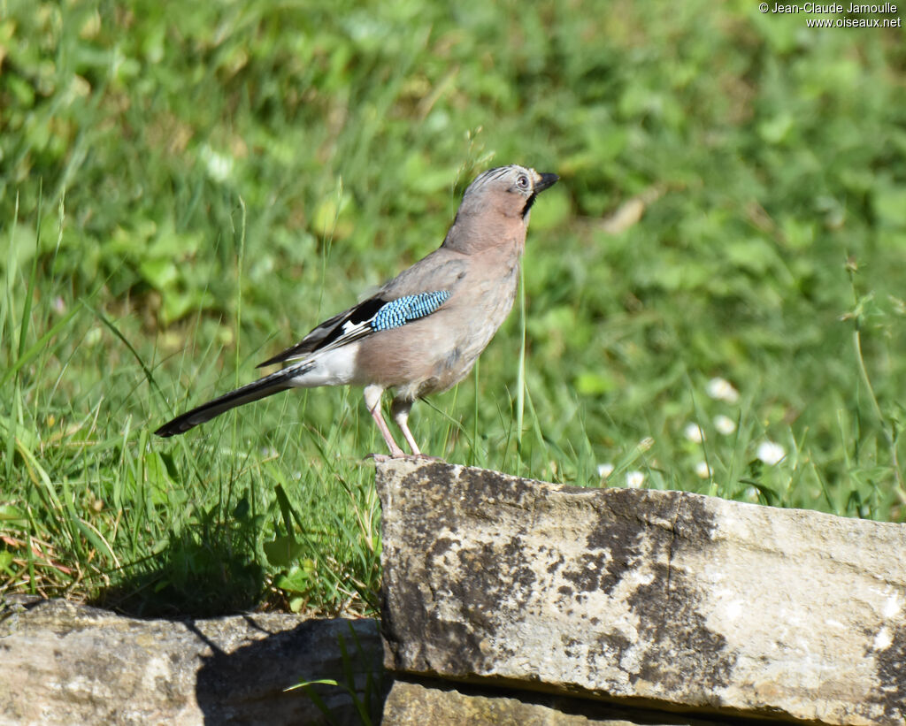 Eurasian Jay