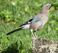 Eurasian Jay