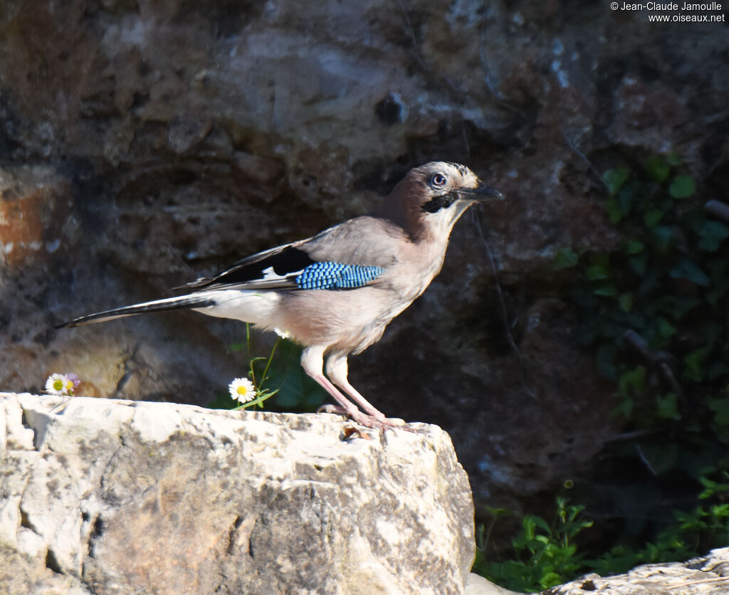 Eurasian Jay