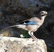 Eurasian Jay