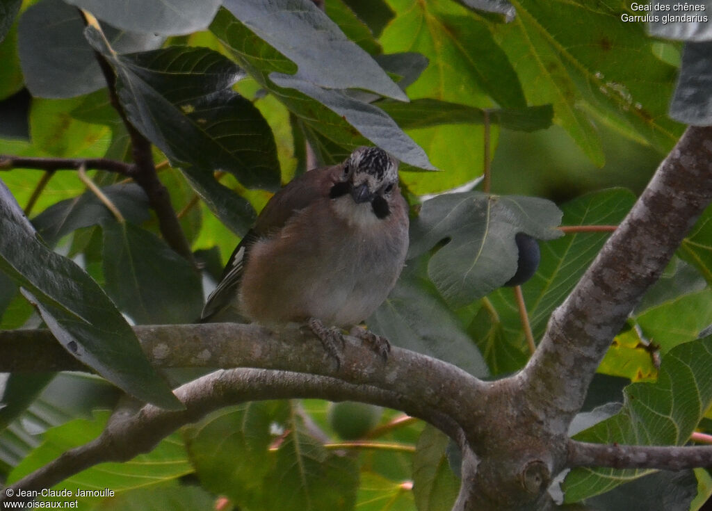 Eurasian Jayadult, feeding habits