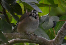 Eurasian Jay