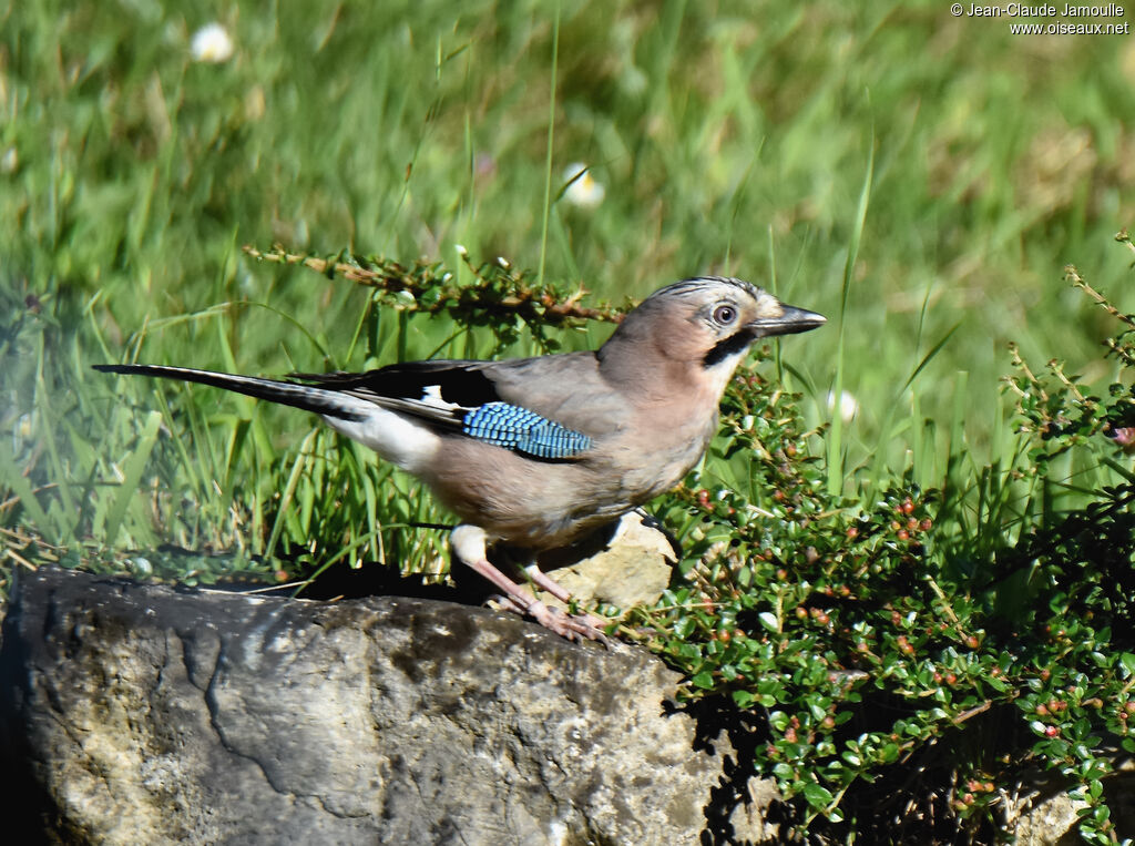 Eurasian Jay