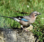 Eurasian Jay