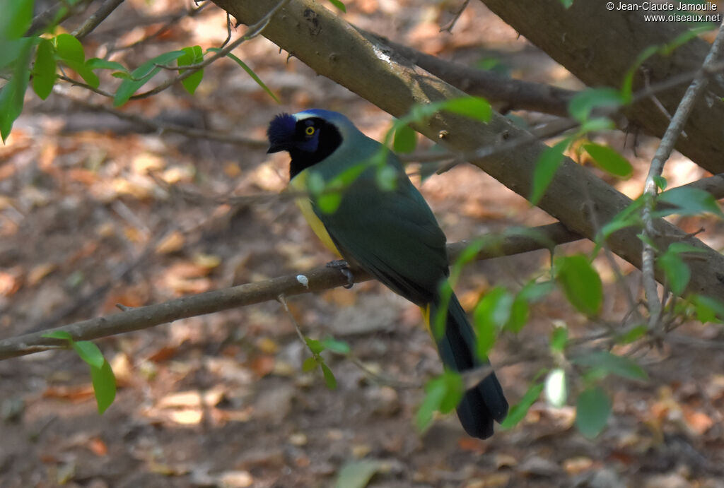 Inca Jay