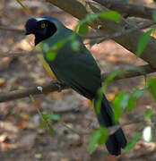 Inca Jay