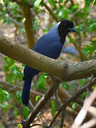 Violaceous Jay