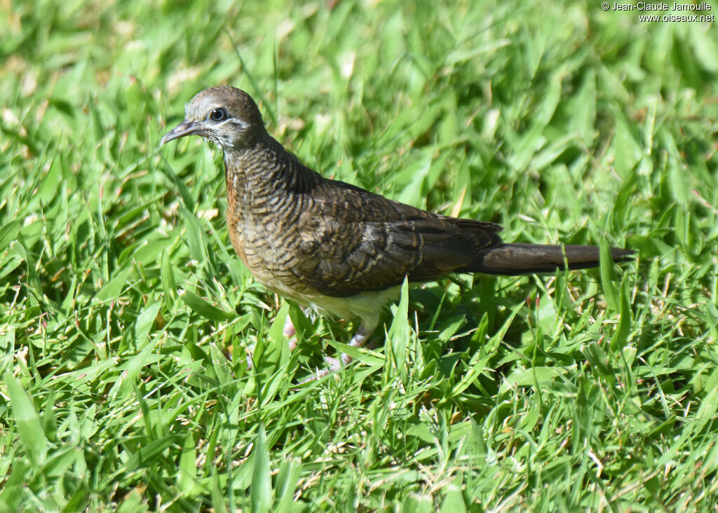 Géopélie zébréeimmature