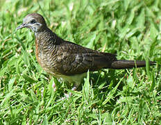 Zebra Dove