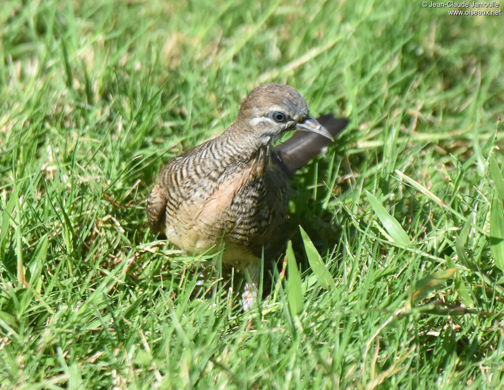 Géopélie zébréeimmature